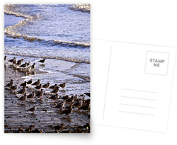 Seagull Beach Postcards