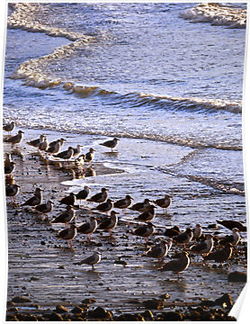Seagull Beach Posters