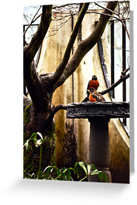 Robin Birdbath Greeting Cards