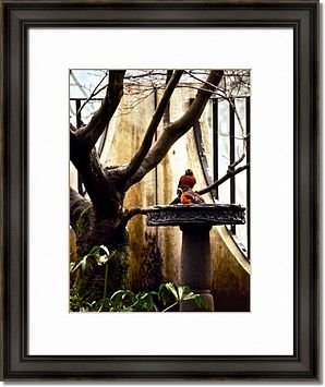 Robin Birdbath Framed Prints