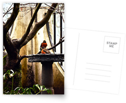 Robin Birdbath Postcards