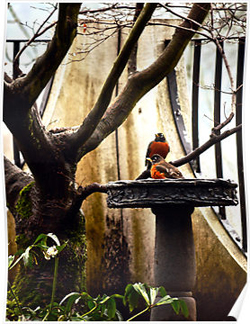 Robin Birdbath Posters