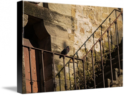Perched Pigeon Canvas Prints