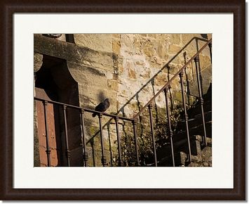 Perched Pigeon Framed Prints