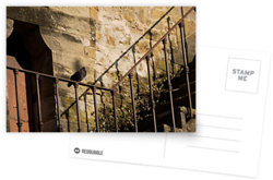 Perched Pigeon Postcards
