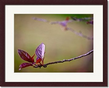 Autumn branch Framed Prints