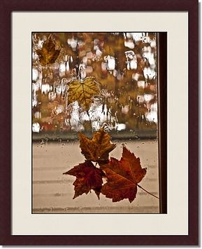Rainy Window Autumn Maple Leaf Framed Prints