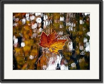 Rainy Window Autumn Maple Leaf Framed Prints