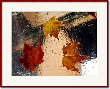 Rainy Window Autumn Maple Leaf Framed Prints