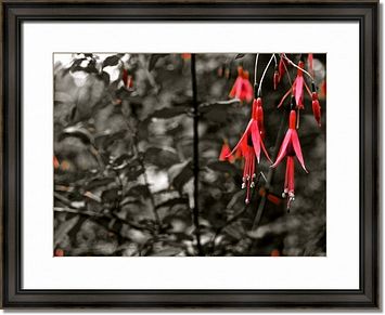 Pink Blossoms Framed Prints