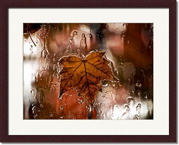 Rainy Window Autumn Maple Leaf Framed Prints