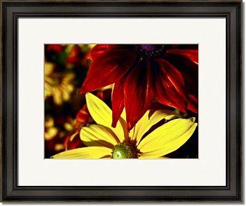 Framed Prints