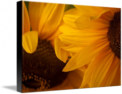 Sunflowers Canvas Prints