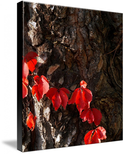 Canvas Prints