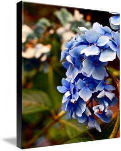 Blue Hyacinth Canvas Prints