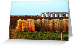 Prairie Greeting Cards
