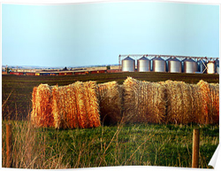 Prairie Posters