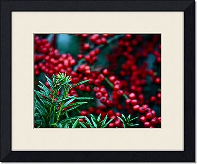 Framed Prints