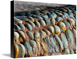 Canvas Prints