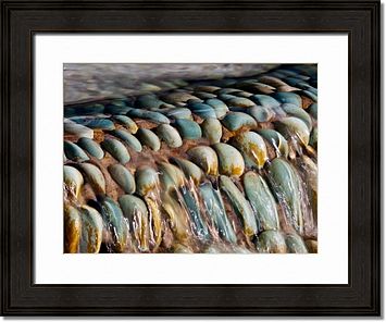 Framed Prints