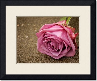 Pink Rose Framed Prints and Pink Rose Canvas Prints