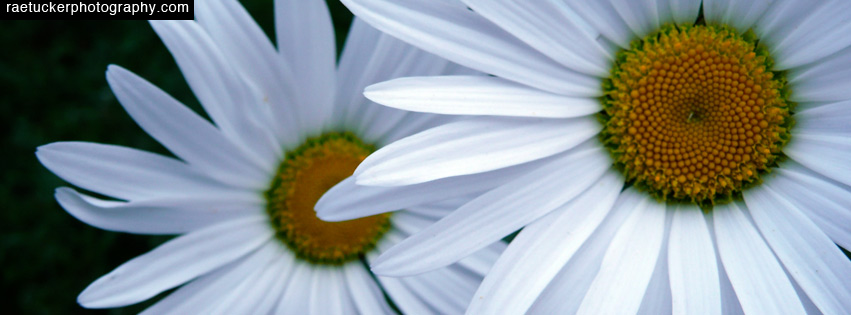 Daisy Free Facebook Banner