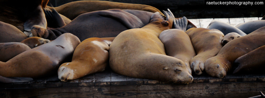 Sealions Free Facebook Banner Download