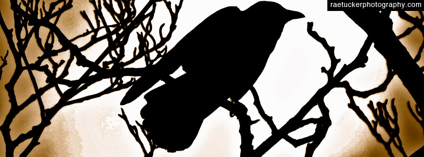 Crow facebook banner