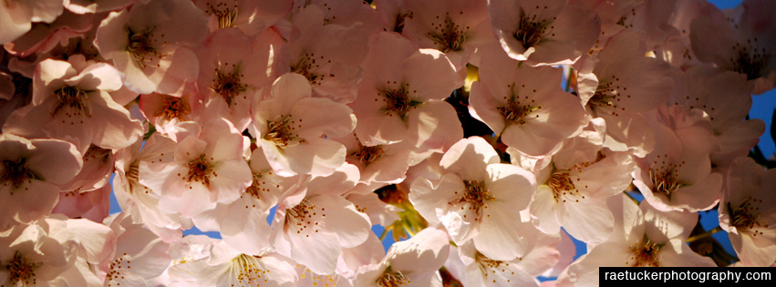 Spring free facebook banner