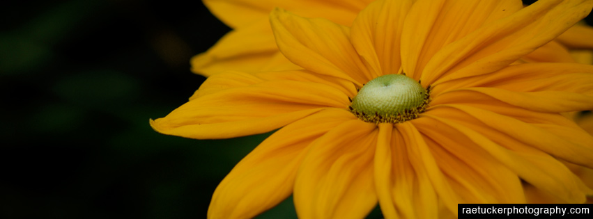 Yellow flower free facebook banner