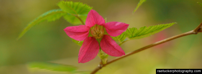 Pink blossom free facebook banner