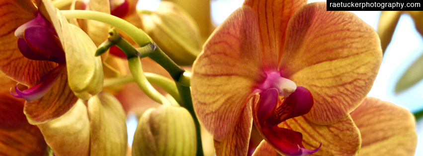 Orchids Free Facebook Timeline Banner