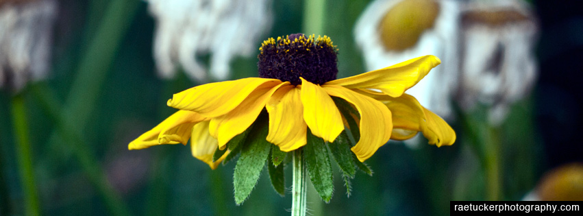 Yellow Flower Free Facebook Timeline Banner