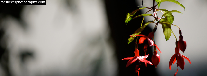 Flowers Free Facebook Timeline Banner