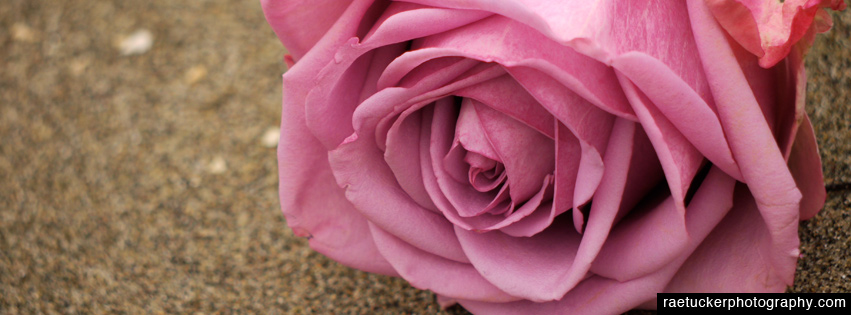 Rose Free Facebook Timeline Banner