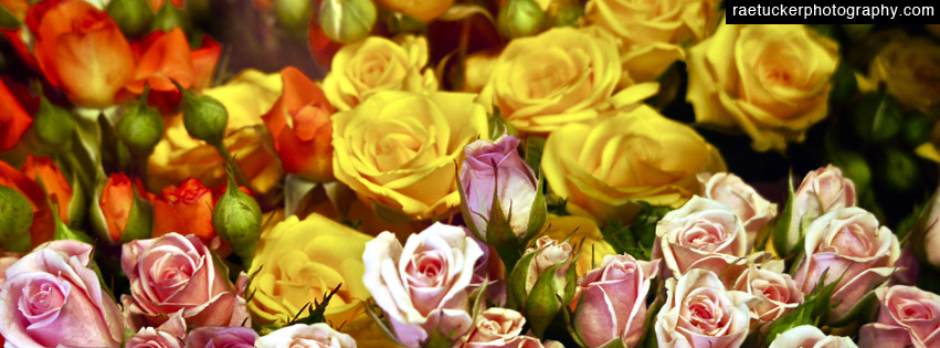 Roses Free Facebook Timeline Banner