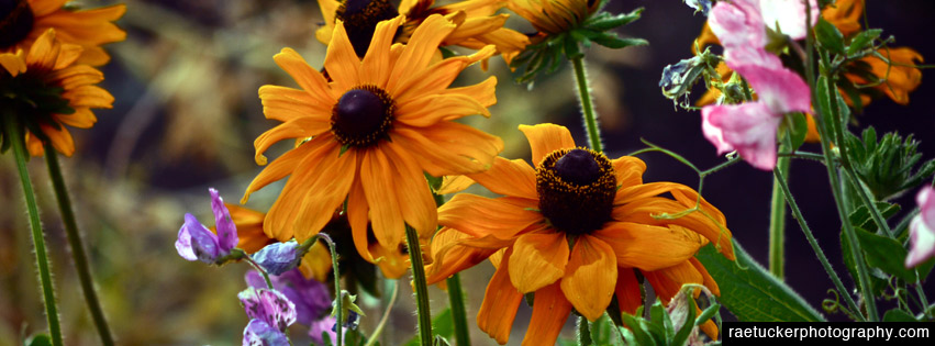 Wildflowers Free Facebook Timeline Banners