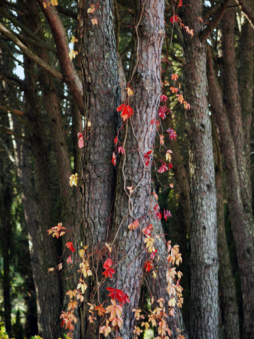 Colorful leaves of a vine wrapped around the trunk of a tree