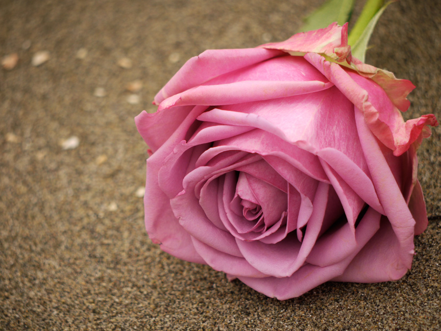Pink Rose