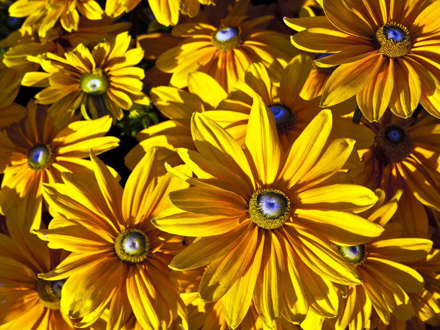 Yellow Daisies